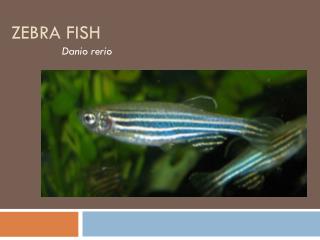 Zebra Fish