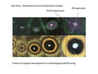 Evo-Devo: Development in an Evolutionary Context