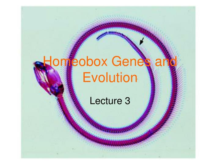 homeobox genes and evolution