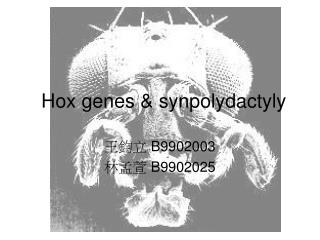 Hox genes &amp; synpolydactyly