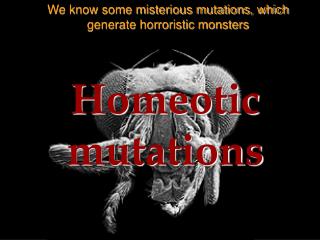 Homeotic mutations
