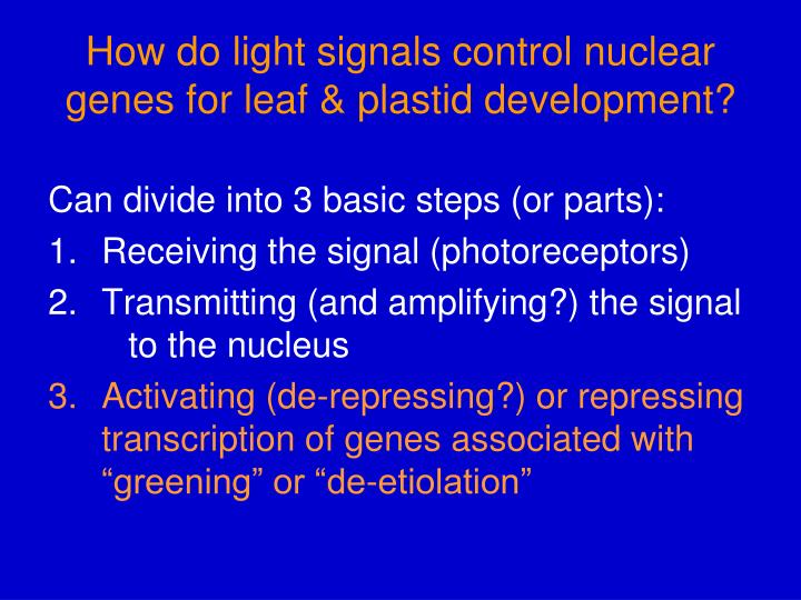 how do light signals control nuclear genes for leaf plastid development