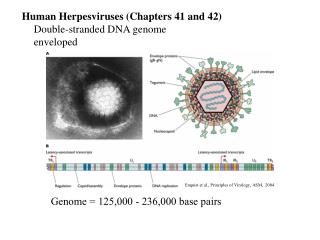 Human Herpesviruses (Chapters 41 and 42) 	Double-stranded DNA genome 	enveloped