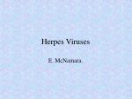 Herpes Viruses - slide 1