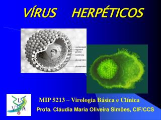 v rus herp ticos