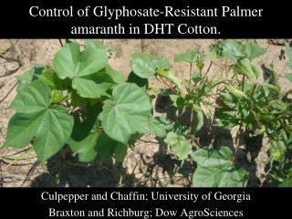 Control of Glyphosate-Resistant Palmer amaranth in DHT Cotton.
