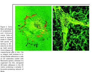 Alpha5 integrin dependent 3D attachment, appearance, and migration