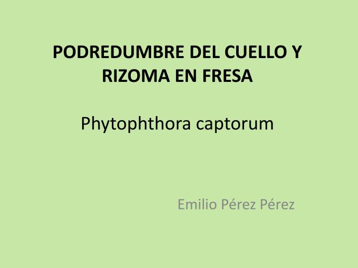 podredumbre del cuello y rizoma en fresa phytophthora captorum