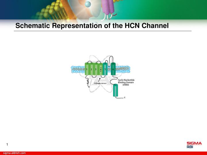 schematic representation of the hcn channel