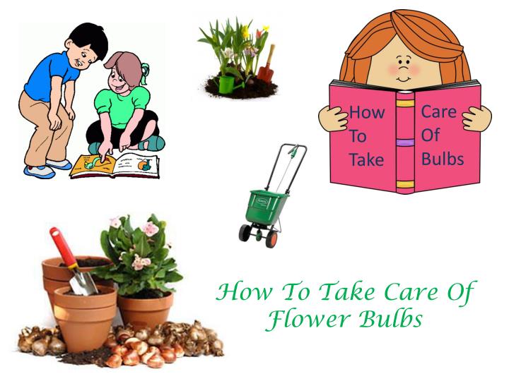 how to take care of flower bulbs
