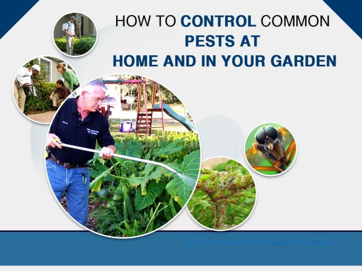 how to control common pests at home and in your garden