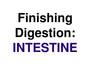 Finishing Digestion: INTESTINE