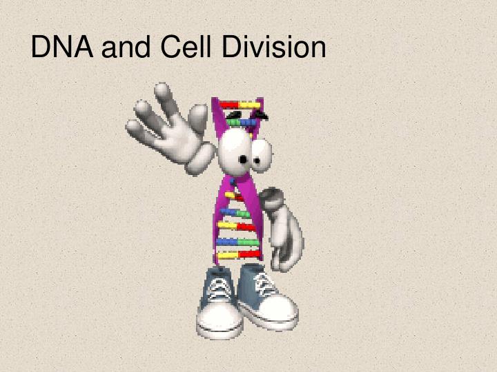 dna and cell division