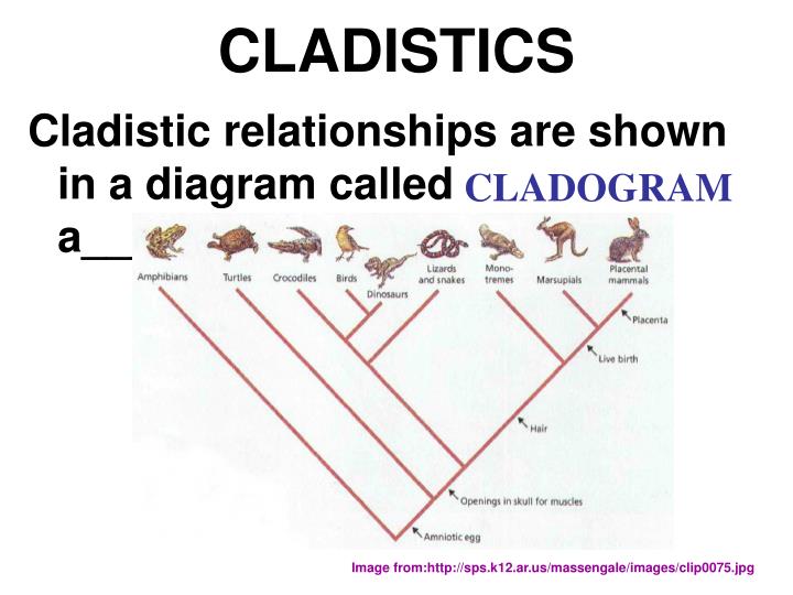 cladistics