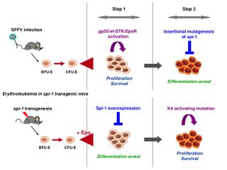 Erythroleukemia in spi-1 transgenic mice