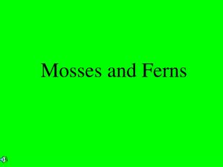 Mosses and Ferns