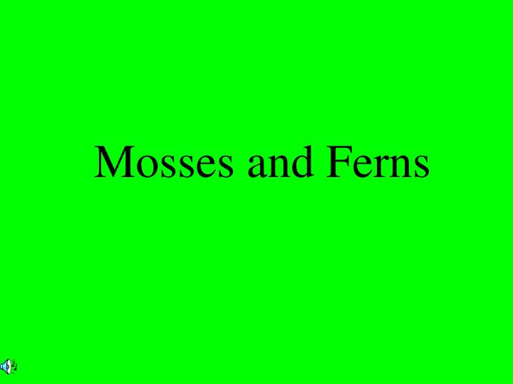 mosses and ferns