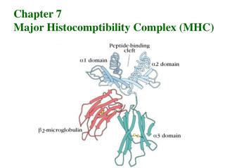 Chapter 7 Major Histocomptibility Complex (MHC)