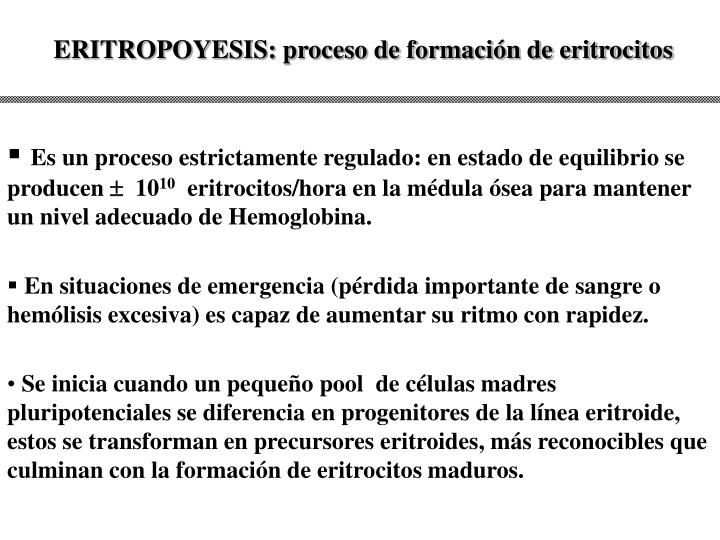 eritropoyesis proceso de formaci n de eritrocitos