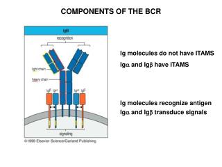 COMPONENTS OF THE BCR