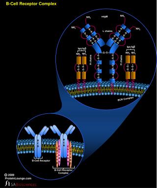 b cell receptor complex