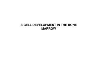 PPT - B Cell Development PowerPoint Presentation, Free Download - ID ...