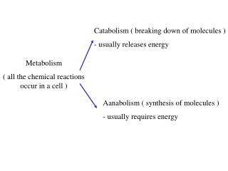 Metabolism ( all the chemical reactions occur in a cell )