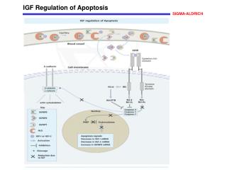 IGF Regulation of Apoptosis