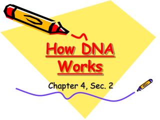 How DNA Works