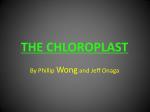 THE CHLOROPLAST - slide 1