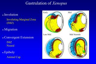 Gastrulation of Xenopus