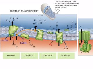 ELECTRON TRANSPORT CHAIN