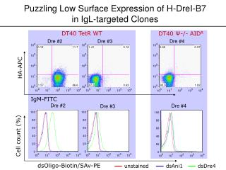 Puzzling Low Surface Expression of H-DreI-B7 in IgL-targeted Clones