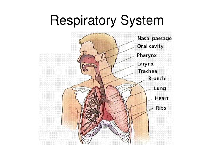 respiratory system