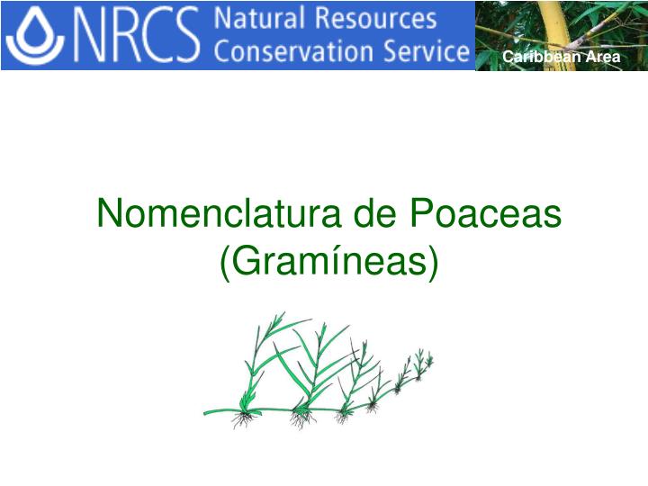 nomenclatura de poaceas gram neas