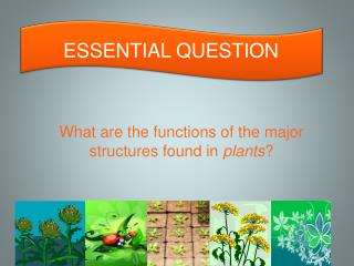 What are the functions of the major structures found in plants ?
