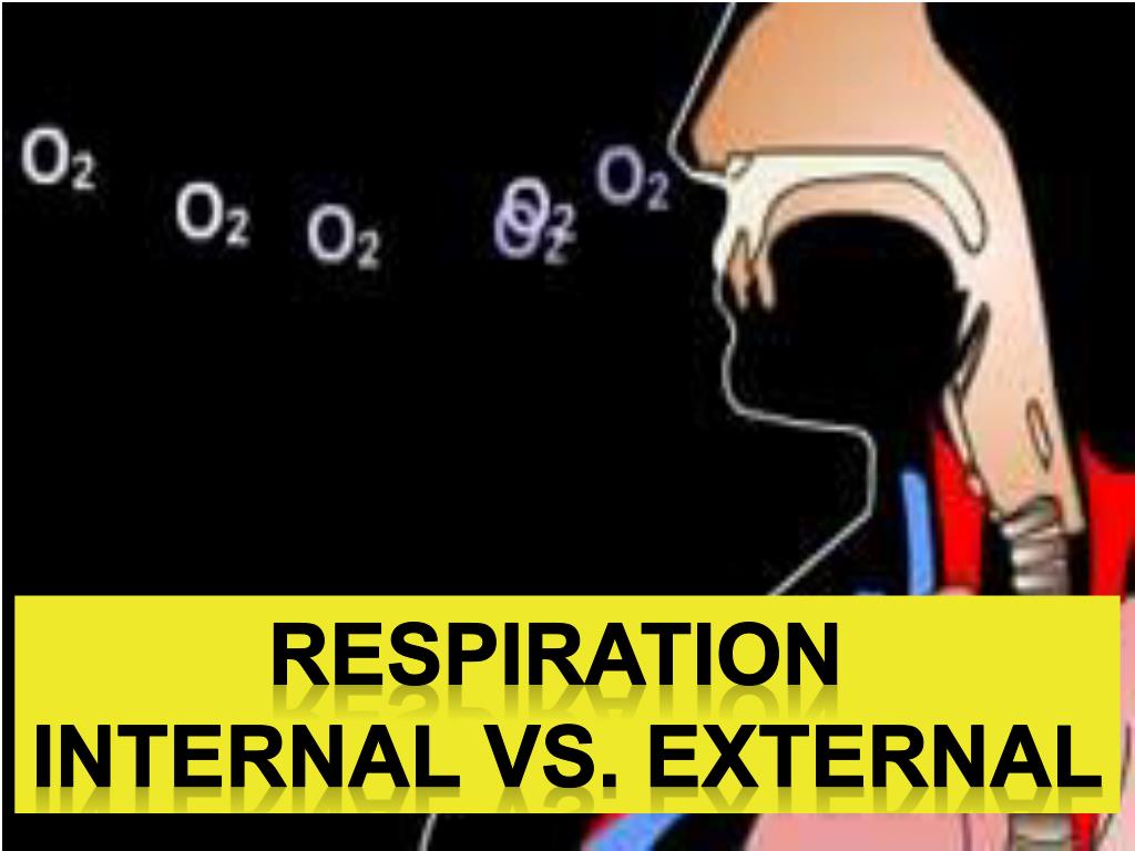 PPT - RESPIRATION Internal vs. external PowerPoint Presentation, free ...