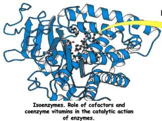 Isoenzymes. R ole of cofactors and coenzyme vitamins in the catalytic action of enzymes.