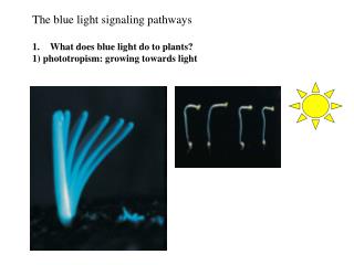 The blue light signaling pathways What does blue light do to plants?