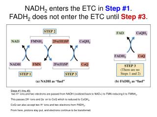 NADH 2 enters the ETC in Step #1 . FADH 2 does not enter the ETC until Step #3 .