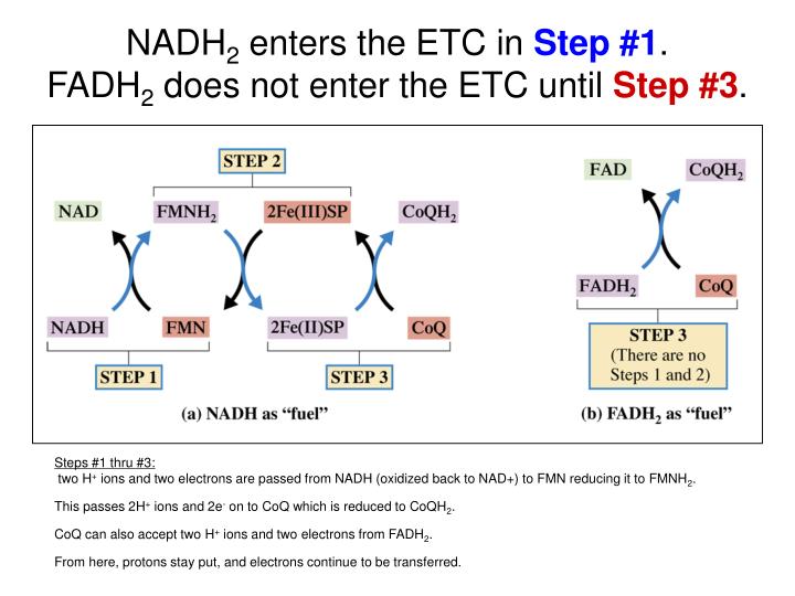 nadh 2 enters the etc in step 1 fadh 2 does not enter the etc until step 3