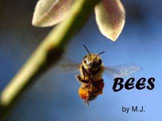 BEES by M.J.