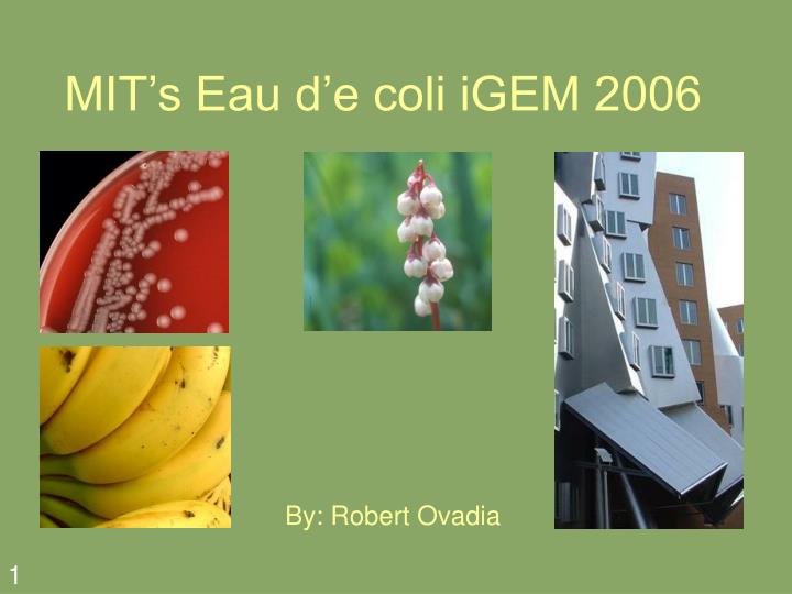 mit s eau d e coli igem 2006