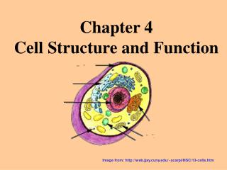 Chapter 4 Cell Structure and Function