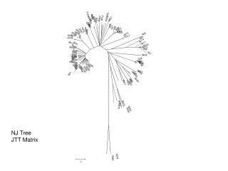 NJ Tree JTT Matrix