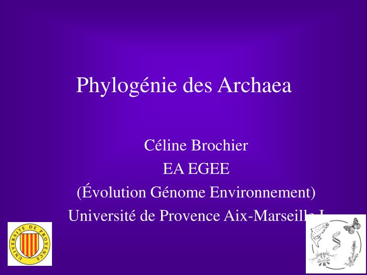 phylog nie des archaea