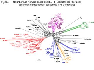 Neighbor-Net Network based on ML JTT+G8 distances (107 seq)