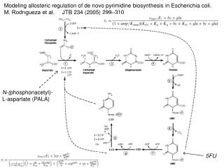 Modeling allosteric regulation of de novo pyrimidine biosynthesis in Escherichia coli.