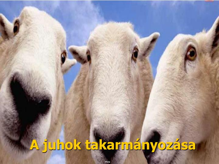 a juhok takarm nyoz sa