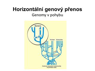 horizont ln genov p enos